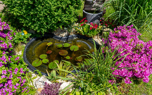 An ornamental garden pond with a gold carp reflecting green plants in a formal, landscaped setting in Minneapolis, Minnesota, USA.