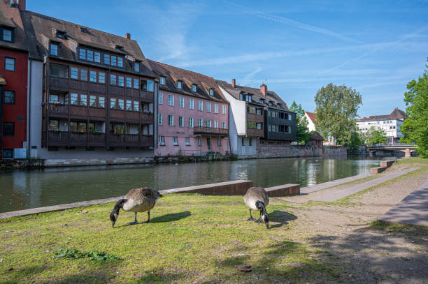 Gooses walking near river in Nuremberg, Germany