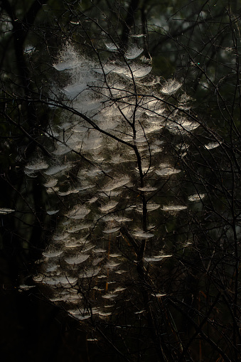 These creative images include pictures of spider web covered in mist.