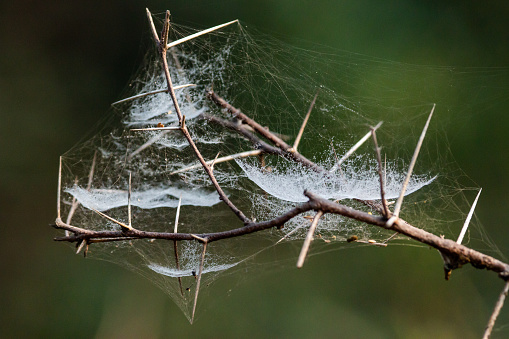 These creative images include pictures of spider web covered in mist.