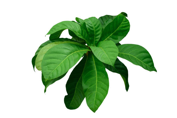istock Green leafy plant. Branches of leaves isolated on white background. 1494033481