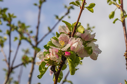 Close up view of blooming apple tree in spring against blue sky with white clouds background.