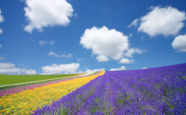istock Flower field and blue sky with clouds. 149403461
