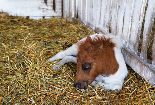 Beautiful newborn pony horse foal sleeping in barn, selective focus
