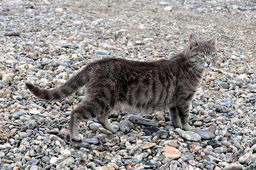 gray tabby cat on a pebble beach