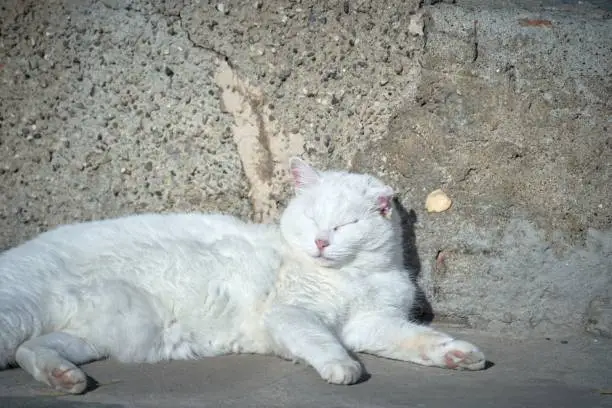 A cute white domestic cat is lying on its side next to a wall, looking serene and content
