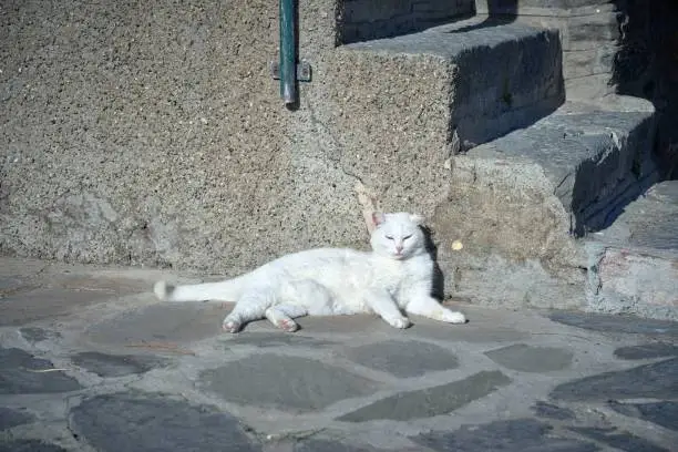 A cute white domestic cat is lying on its side next to a wall, looking serene and content