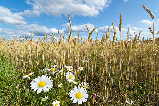istock Chamomile on the Edge of Wheat Field 149403709