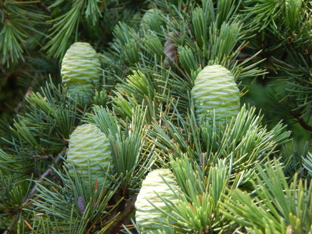 Green cones of Himalayan cedar (Cedrus deodara) Green cones of Himalayan cedar (Cedrus deodara). Nature background cedrus deodara stock pictures, royalty-free photos & images