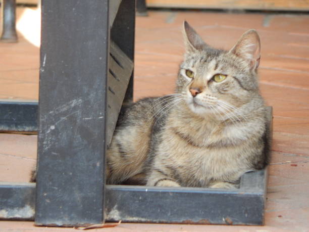 istock Cat resting in the bottom of the shelf 1494037206