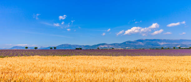 Alternating fields of lavender and cereals in the fertile plain of Valensole, the iconic region of the Provence
