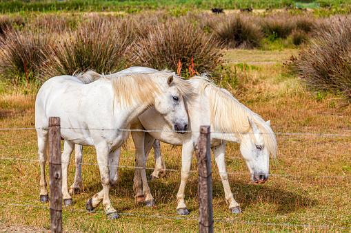White horses in a fence, France