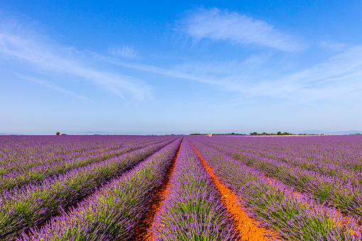 Amazing rows of flowering lavender in Valensole, the iconic region of the Provence