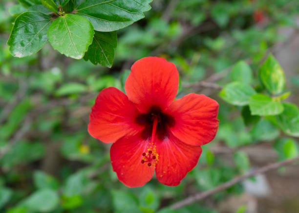 istock image of the hibiscus flower 1494038436