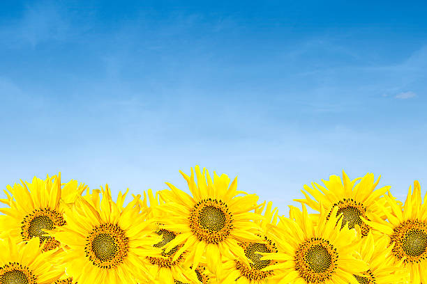 istock sunflowers over blue sky in summer 149403920