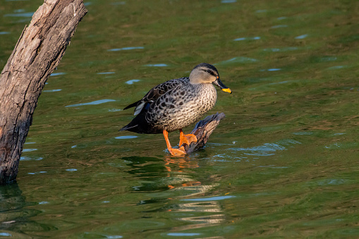 Indian Spot Billed Duck in roaming around in waters