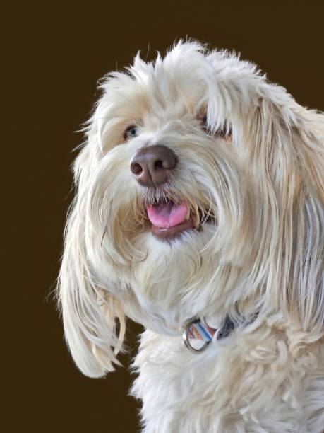 istock Shaggy Poodle Portrait 1494039725