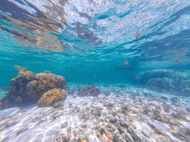 istock Underwater view of Anse Severe seabed 1494039768