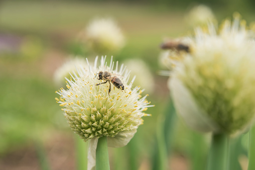 Bees Feeding on Welsh Onion (Allium fistulosum) Flower Head