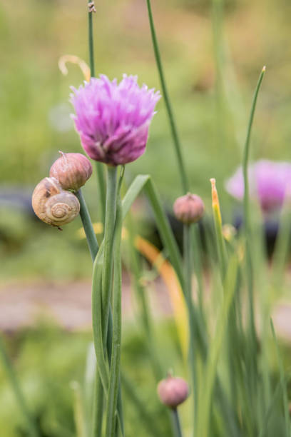 Chives (Allium schoenoprasum) Flowers