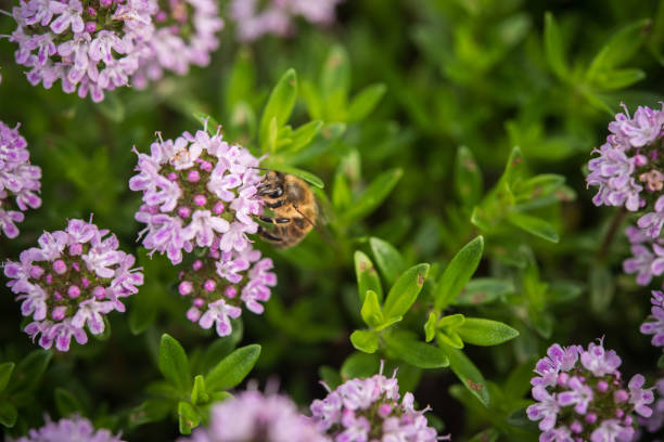 Bee Feeding on Thyme (Thymus sp.) stock photo