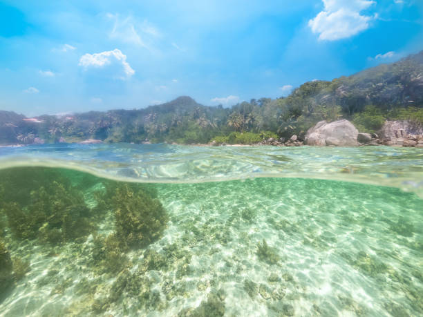 istock Split underwater view of Anse Royale beach in Mahe island 1494040104