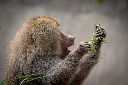 Baboon Monkey from Delhi's National Zoological park.