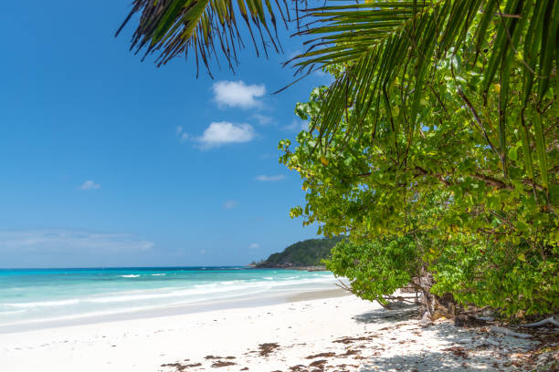 istock Palm trees and turquoise water in Anse Kerlan beach 1494041576