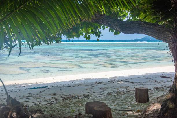 istock Palm trees and coral reef in Anse Source d'Argent beach 1494041882