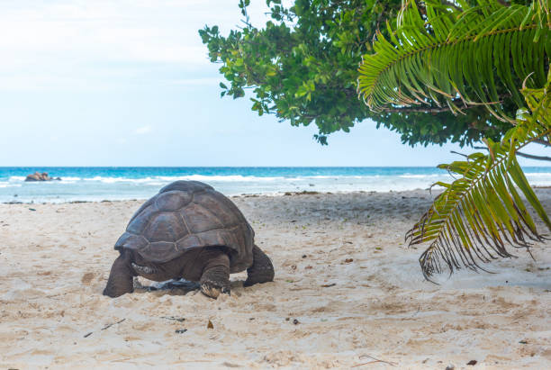 istock Giant turtle at the beach in Anse Severe 1494043178
