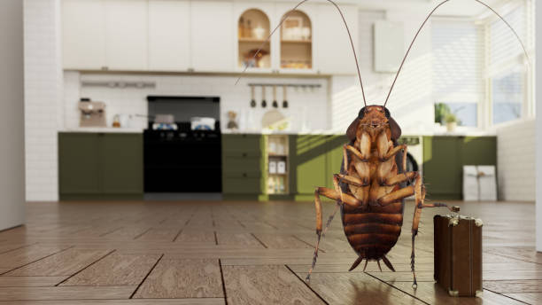 Cockroach moving out of the kitchen with a suitcase Cockroach moving out of the kitchen with a suitcase periplaneta americana stock pictures, royalty-free photos & images