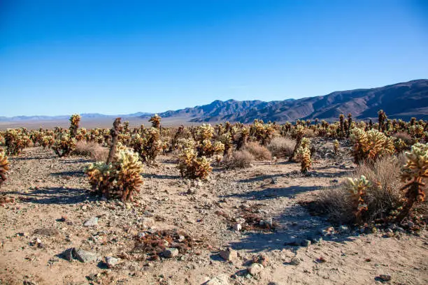 Forest of teddy bear cholla cactus forest in the desert landscape of Joshua Tree National Park