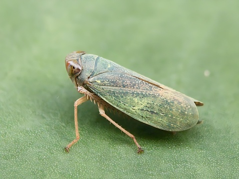 Close up of a leafhopper insect.