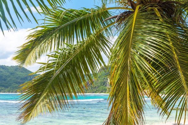 istock Palm tree by the sea in Baie Lazare beach 1494044344