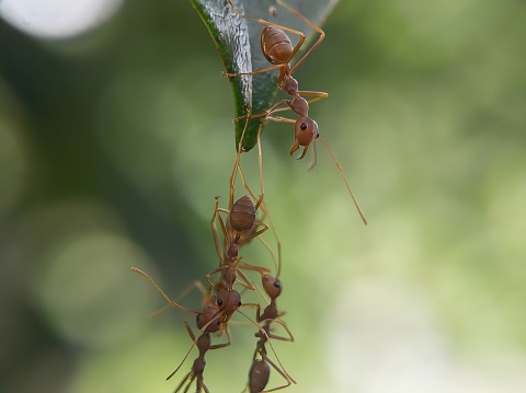 Several weaver ants try to climb onto a leaf.