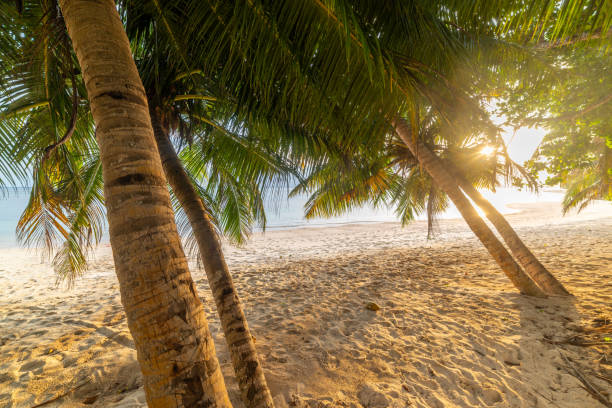 istock Coconut palm trees by the sea in Anse Citron 1494045059