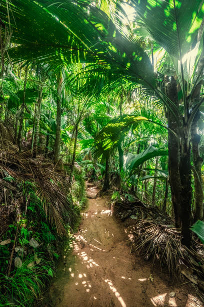 istock Path in the jungle in Praslin island 1494045260