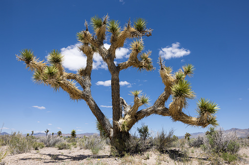 Mid day landscape with large Joshua trees in the Nevada desert with blue skies