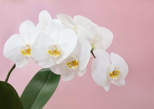 Branch of white orchid flowers with leaf on pink background. Floral card, congratulations on birthday, international women's and mother's day. Copy space