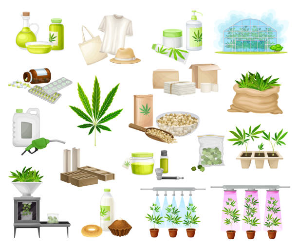 Hemp and Cannabis Sativa Production and Processing Big Vector Set Hemp and Cannabis Sativa Production and Processing Big Vector Set. Green Marijuana Plant Industrial Cultivation for Commercial Use cannabis-processing-facility stock illustrations
