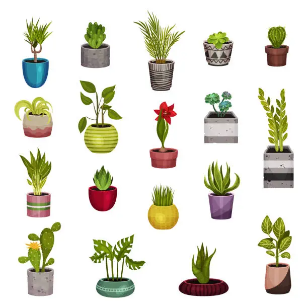 Vector illustration of Indoor Garden Potted Plants Growing Big Vector Set
