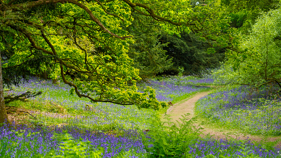 Path passing through the bluebells at Kinclaven woods in Scotland.