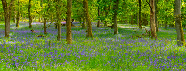 istock Bluebell Panorama at Kinclaven Woods, Scotland 1494049364