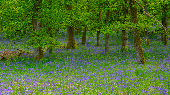 A Bluebell wood and oak trees at Kinclaven woods in Scotland