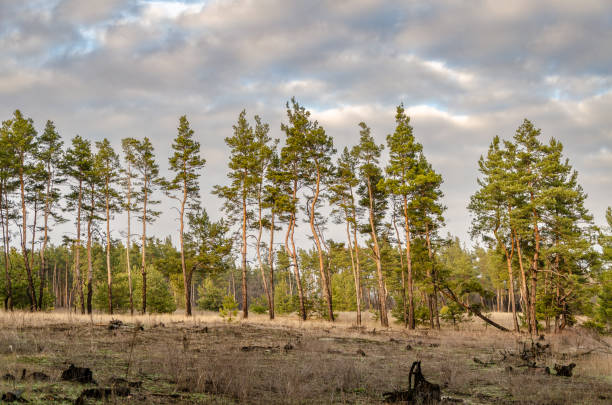 istock Vivid morning in colorful forest with sun rays through branches of trees. 1494049652