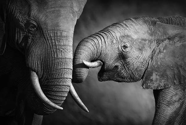 elephant zuneigung (künstlerische bearbeitung) - addo south africa southern africa africa stock-fotos und bilder