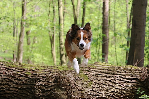 handsome brown white mixed breed dog jumps with full vigor over a large log lying on the ground in the forest