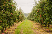 Apple trees alley