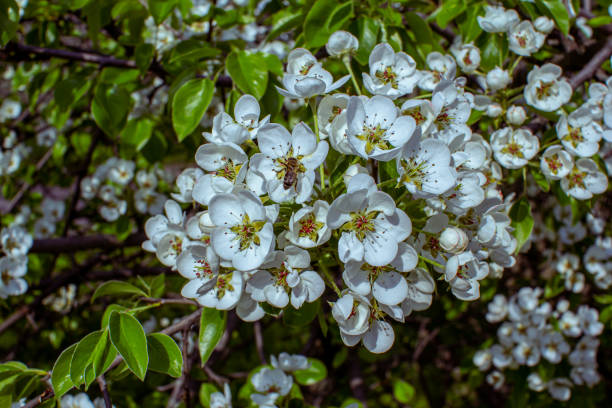 istock Apple tree branches with white flowers and a bee on it's petals 1494051786