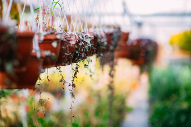 istock Succulent Plants in the Nursery 1494052392
